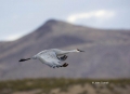 Sandhill-Crane;Crane;Grus-canadensis;Flying-bird;action;aloft;behavior;flight;fl